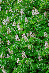 Image showing Chestnut in Bloom