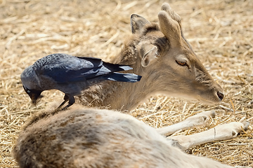 Image showing Crow Collects Wool