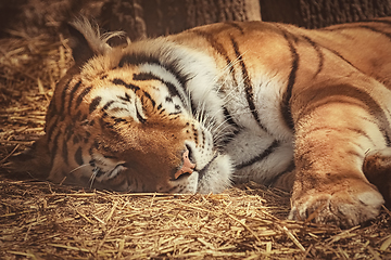 Image showing Tiger Sleeps on the Hay