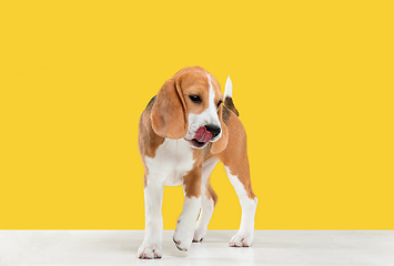 Image showing Studio shot of beagle puppy on yellow studio background