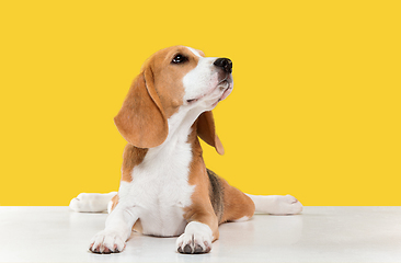 Image showing Studio shot of beagle puppy on yellow studio background