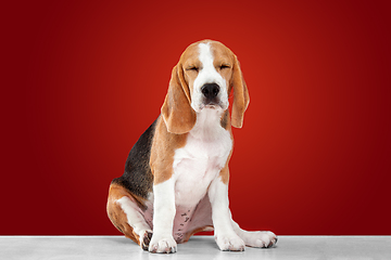 Image showing Studio shot of beagle puppy on red studio background