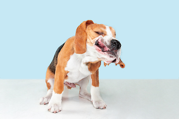 Image showing Studio shot of beagle puppy on blue studio background