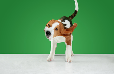 Image showing Studio shot of beagle puppy on green studio background