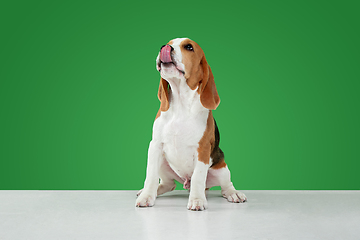 Image showing Studio shot of beagle puppy on green studio background