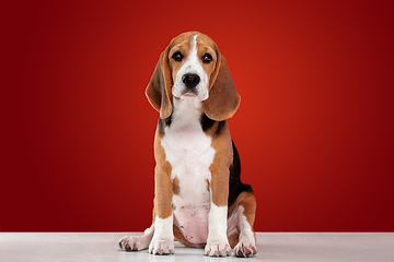 Image showing Studio shot of beagle puppy on red studio background