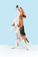 Image showing Studio shot of beagle puppy on blue studio background