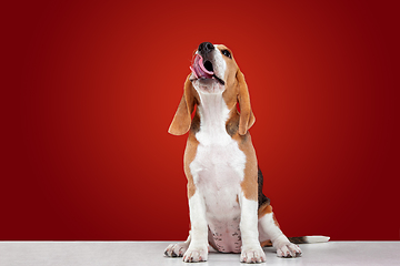 Image showing Studio shot of beagle puppy on red studio background