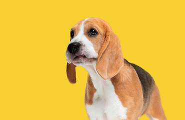 Image showing Studio shot of beagle puppy on yellow studio background