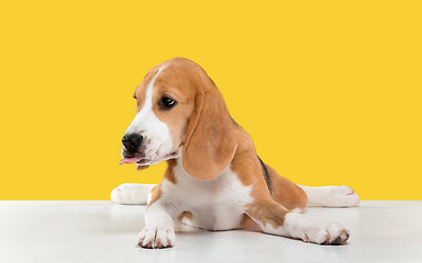 Image showing Studio shot of beagle puppy on yellow studio background