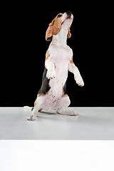 Image showing Studio shot of beagle puppy on black studio background