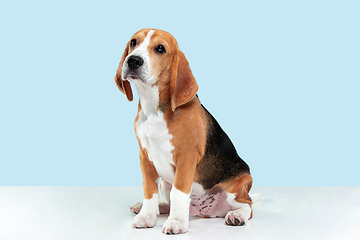 Image showing Studio shot of beagle puppy on blue studio background