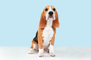 Image showing Studio shot of beagle puppy on blue studio background