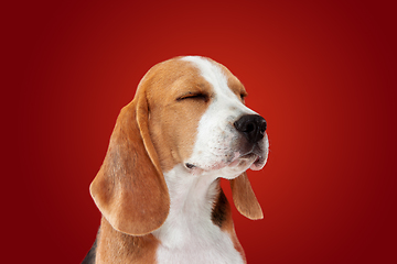 Image showing Studio shot of beagle puppy on red studio background