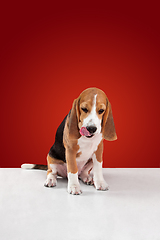 Image showing Studio shot of beagle puppy on red studio background