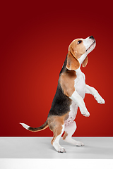 Image showing Studio shot of beagle puppy on red studio background