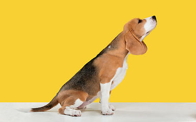 Image showing Studio shot of beagle puppy on yellow studio background