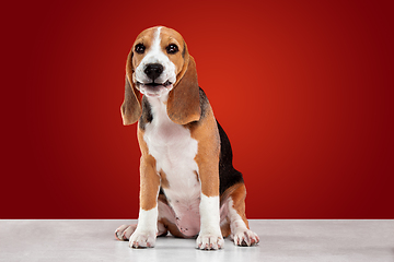 Image showing Studio shot of beagle puppy on red studio background