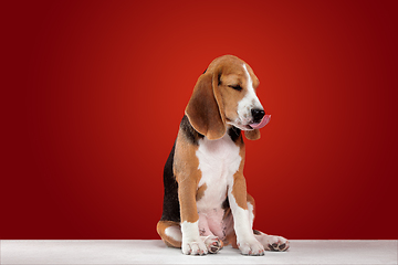 Image showing Studio shot of beagle puppy on red studio background