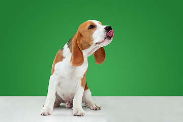 Image showing Studio shot of beagle puppy on green studio background