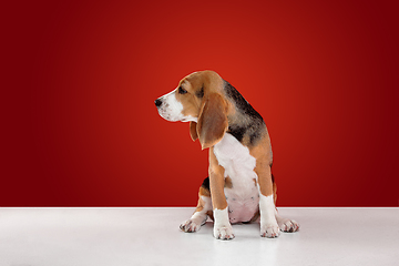 Image showing Studio shot of beagle puppy on red studio background