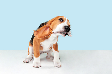 Image showing Studio shot of beagle puppy on blue studio background