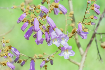 Image showing Paulownia Fortunei in Bloom