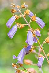 Image showing Paulownia Fortunei in Bloom