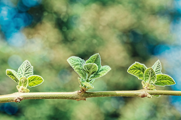 Image showing Young leaves on a branch