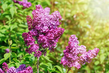 Image showing Lilac flowers in spring