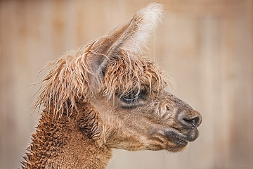 Image showing Portrait of Alpaca