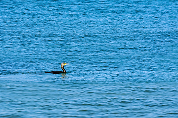 Image showing Double-crested Cormorant (Phalacrocorax Auritus)