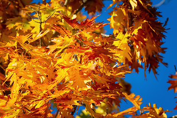 Image showing Sycamore leaves in autumn