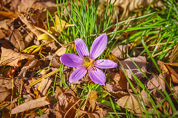 Image showing Bee in the Crocus