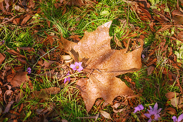 Image showing Dry Maple Leaf