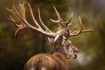 Image showing Red Deer Stag