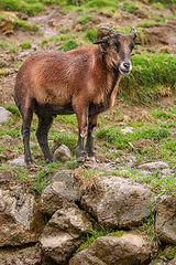 Image showing Ram on Stones