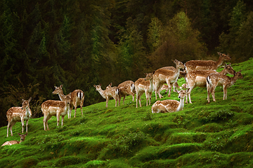 Image showing Deers near the Forest