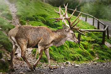 Image showing Red Deer Stag