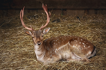 Image showing Deer on the Hay