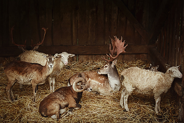 Image showing Animals in the barn