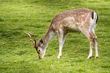 Image showing Deer on the Pasture