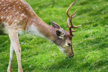 Image showing Deer on the Pasture