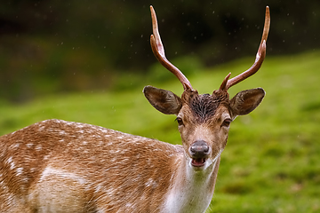 Image showing Deer on the Pasture