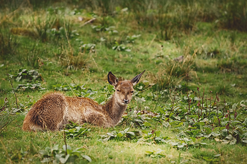 Image showing Deer in the Forest