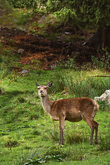 Image showing Deer in the Forest