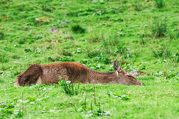 Image showing Deer in the Forest