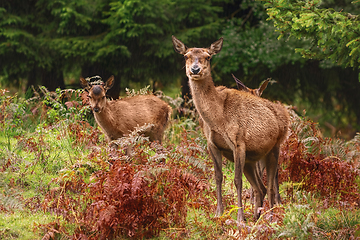 Image showing Deers in the Forest