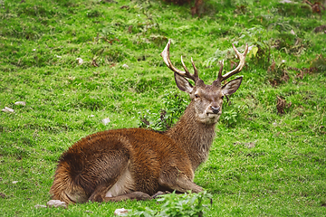 Image showing Deer Rest on the Grass