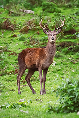 Image showing Deer Standing on the Grass